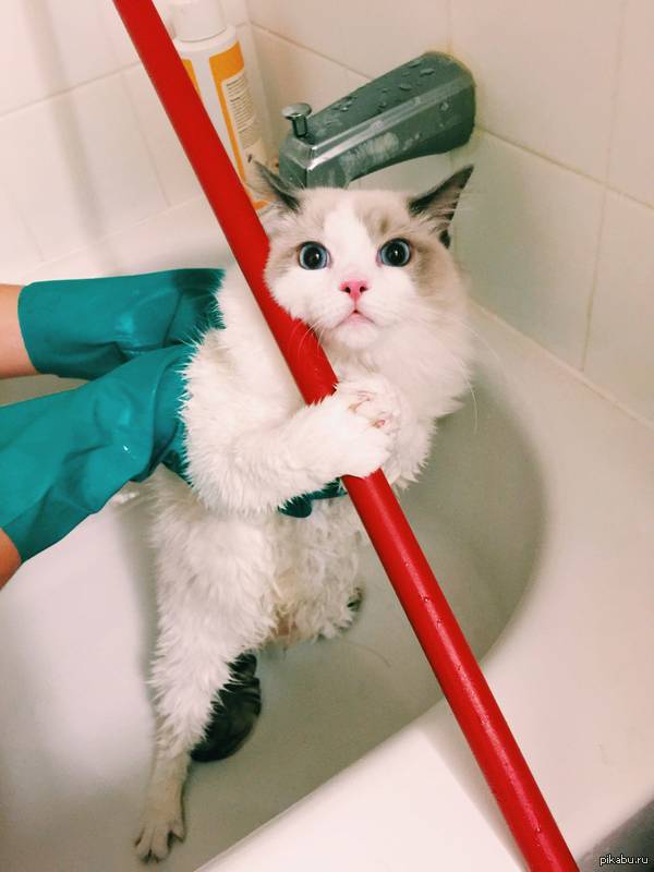 смешная кошка не хочет мыться в ванне и хватается за швабру